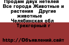 Продам двух нетелей - Все города Животные и растения » Другие животные   . Челябинская обл.,Трехгорный г.